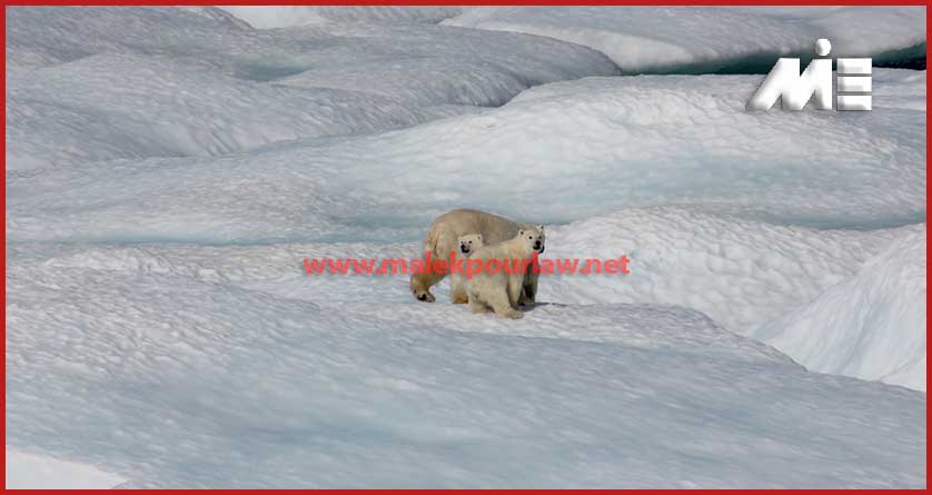خرس های قطبی چرچیل؛ تجربه ای جالب از مناطق گردشگری کانادا